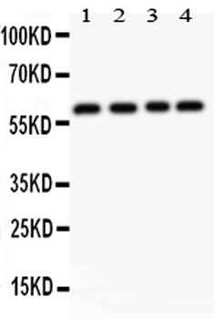RUNX2 Rabbit Polyclonal Antibody