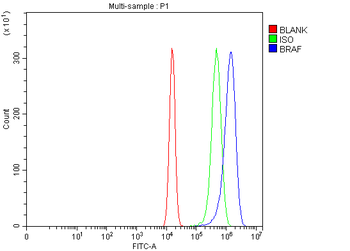 B Raf/BRAF Antibody