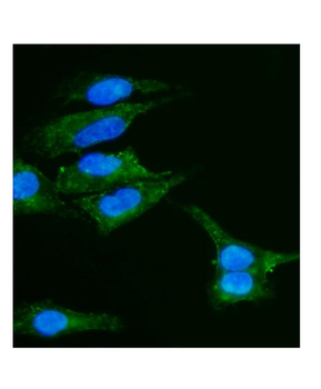 Caveolin-2/CAV2 Rabbit Polyclonal Antibody