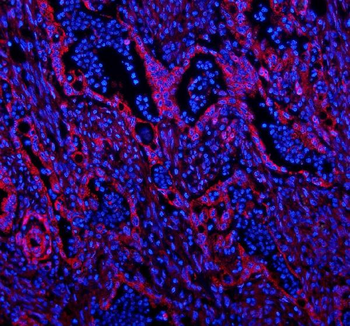 Caveolin-2/CAV2 Rabbit Polyclonal Antibody