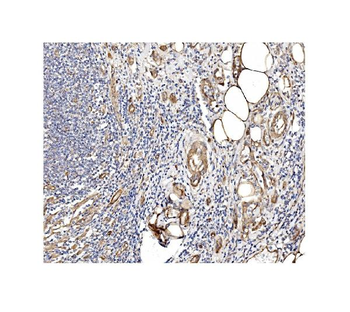 Caveolin-2/CAV2 Rabbit Polyclonal Antibody