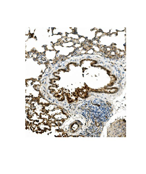 Caveolin-2/CAV2 Rabbit Polyclonal Antibody