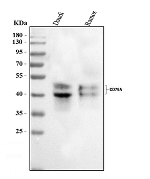 CD79a Antibody