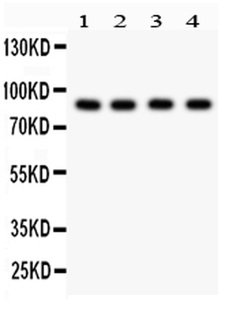 Furin Rabbit Polyclonal Antibody