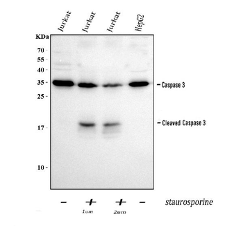 Caspase-3/CASP3 Rabbit Polyclonal Antibody