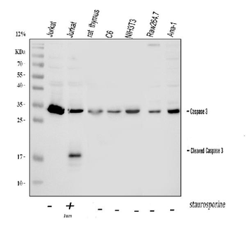 Caspase-3/CASP3 Rabbit Polyclonal Antibody