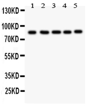 FOXM1 Rabbit Polyclonal Antibody