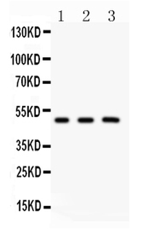 GATA3 Rabbit Polyclonal Antibody