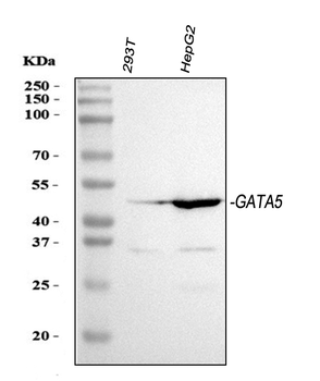 GATA5 Rabbit Polyclonal Antibody