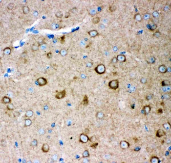Ionotropic Glutamate receptor 2/GRIA2 Rabbit Polyclonal Antibody