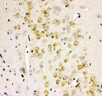 Ionotropic Glutamate receptor 2/GRIA2 Rabbit Polyclonal Antibody