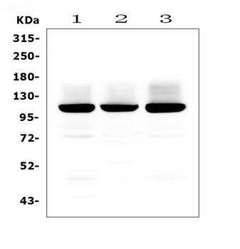 Ionotropic Glutamate receptor 2/GRIA2 Rabbit Polyclonal Antibody