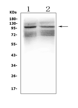 GRIK1 Rabbit Polyclonal Antibody