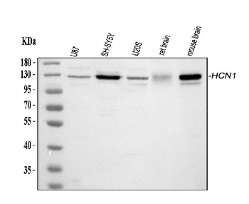 HCN1 Rabbit Polyclonal Antibody