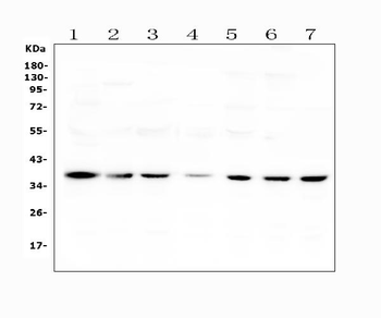 Heme oxygenase 2/HMOX2 Rabbit Polyclonal Antibody
