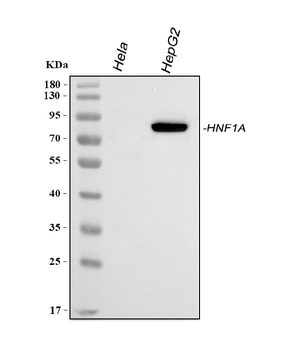 HNF1/HNF1A Rabbit Polyclonal Antibody