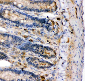 Maxi Potassium channel alpha/KCNMA1 Rabbit Polyclonal Antibody