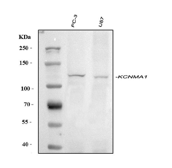 Maxi Potassium channel alpha/KCNMA1 Rabbit Polyclonal Antibody