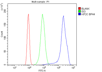 MCAK/KIF2C Rabbit Polyclonal Antibody