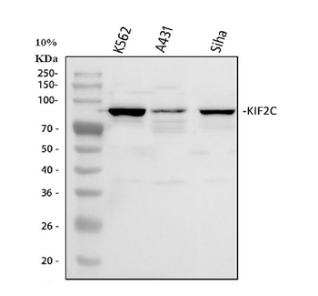 MCAK/KIF2C Rabbit Polyclonal Antibody