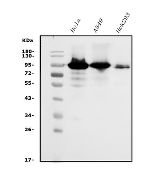 Glucocorticoid Receptor/NR3C1 Antibody