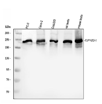 ZO1 tight junction protein/TJP1 Rabbit Polyclonal Antibody