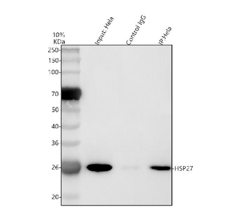 Hsp27/HSPB1 Antibody