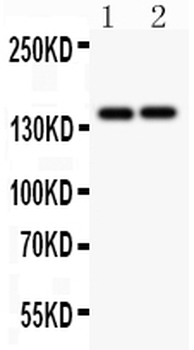 Collagen III/COL3A1 Antibody