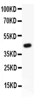 TIE2/TEK Antibody