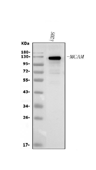 CD146/MCAM Rabbit Polyclonal Antibody