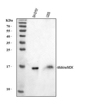 Midkine/MDK Rabbit Polyclonal Antibody