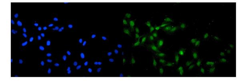KAT13A/SRC1/NCOA1 Rabbit Polyclonal Antibody