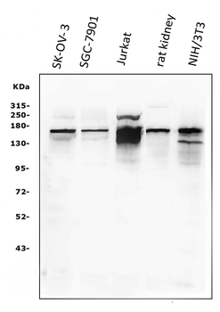 KAT13A/SRC1/NCOA1 Rabbit Polyclonal Antibody