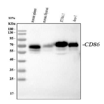 CD86 Rabbit Polyclonal Antibody