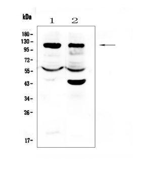 HIF-1-alpha/HIF1A/HIF Rabbit Polyclonal Antibody