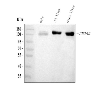 Integrin alpha 5/ITGA5 Rabbit Polyclonal Antibody