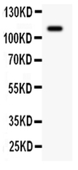 c-Kit Rabbit Polyclonal Antibody