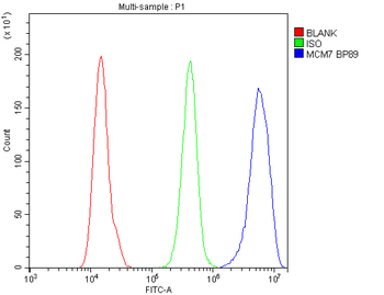 MCM7 Rabbit Polyclonal Antibody