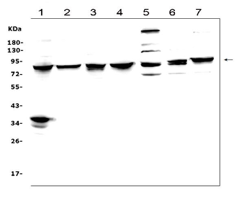 MAD1/MAD1L1 Rabbit Polyclonal Antibody