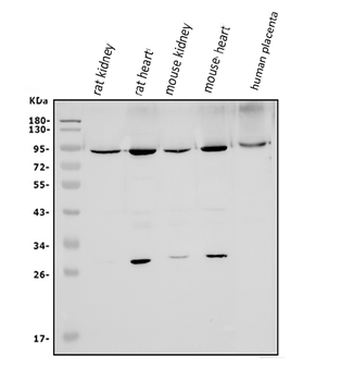 Mitofusin 1/MFN1 Rabbit Polyclonal Antibody