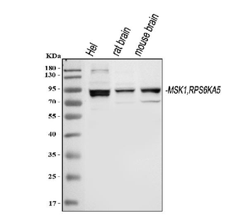 MSK1/RPS6KA5 Rabbit Polyclonal Antibody