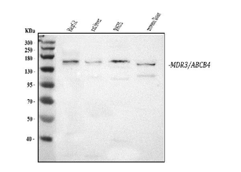 ABCB4 Rabbit Polyclonal Antibody