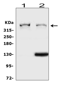 Heparan Sulfate Proteoglycan 2/HSPG2 Rabbit Polyclonal Antibody
