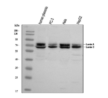 Lamin A+C/LMNA Antibody