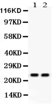 Mad2L1 Rabbit Polyclonal Antibody
