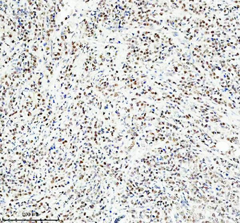 HEF1/NEDD9 Antibody