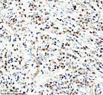 HEF1/NEDD9 Antibody