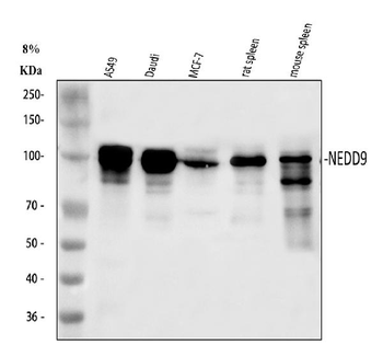 HEF1/NEDD9 Antibody