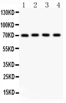 NRG1 Antibody