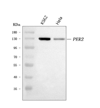 PER2 Rabbit Polyclonal Antibody